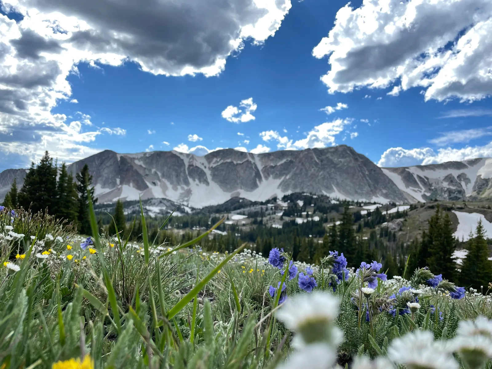 The Medicine Bow